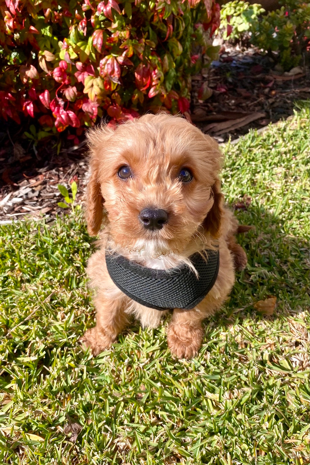 Ziggy as a puppy sitting on the grass being a good boy in his black harness